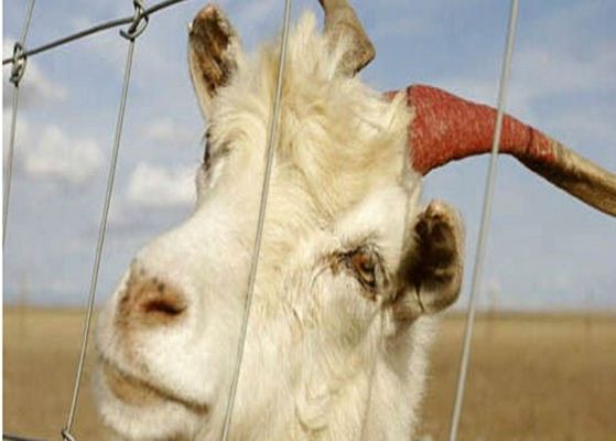 Porcellana Cavo galvanizzato elettrico della capra che recinta i pannelli per gli animali da allevamento, Eco amichevole fornitore