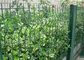 Decorazione del recinto del giardino del cavo saldata verde con la larghezza di 1.5-3.0m fornitore