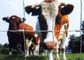 Il bestiame anticorrosivo rinchiude i pannelli/i pannelli recinto dell'azienda agricola per zootecnia fornitore