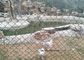 Il PVC ha ricoperto il collegamento a catena di recinto di filo metallico del recinto della rete metallica/di verde per la protezione dello zoo fornitore