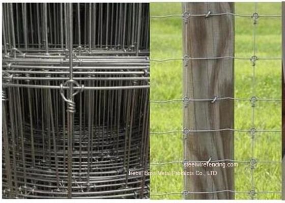Porcellana Il recinto di filo metallico galvanizzato del bestiame del pascolo/ha riparato il recinto dei cervi tessuto nodo per il pascolo fornitore
